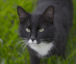 Close-up of black cat