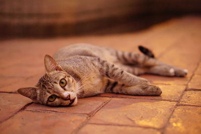 Portrait of cat relaxing outdoors