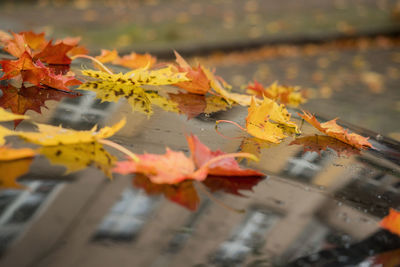 Close-up of yellow maple leaves