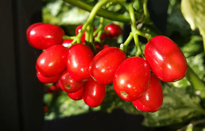 Close-up of cherries on tree