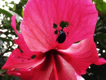 Close-up of pink flower