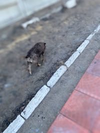 High angle view of duck on footpath