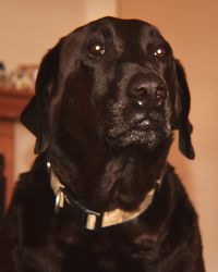 Close-up portrait of black dog