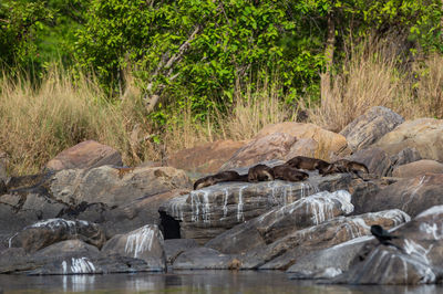 View of dead plants on land