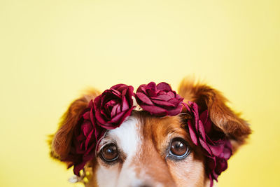 Cute jack russell dog wearing a crown of flowers over yellow background. spring or summer