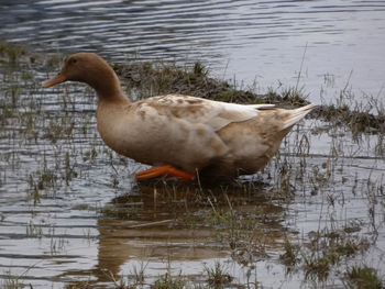 Side view of a duck in lake
