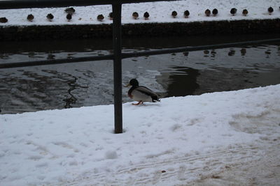Birds in water during winter