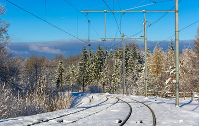 Snow covered plants against sky