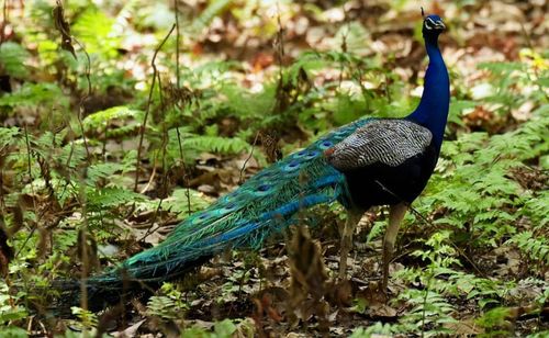 Peacock in a forest