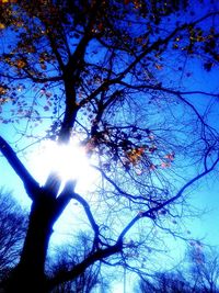 Low angle view of silhouette tree against sky