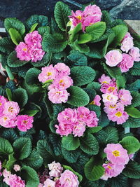 Close-up of pink flowers