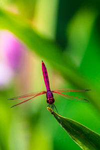 Close-up of dragonfly on plant