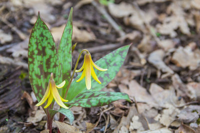 Close-up of yellow flowering plant on land