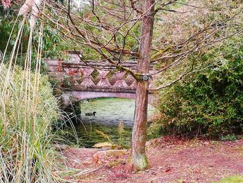 Tree by river in forest