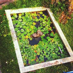 High angle view of plants