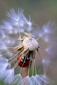 Close-up of honey bee on dandelion