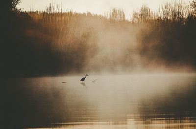 View of birds in lake