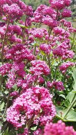 Close-up of pink flowering plant