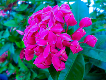 Close-up of pink bougainvillea blooming outdoors