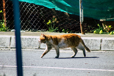 Cat walking on a fence