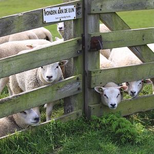 View of sheep in pen