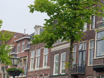 Low angle view of tree and buildings against sky