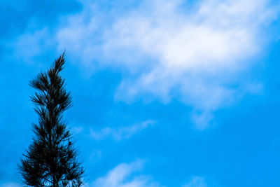 Low angle view of trees against blue sky