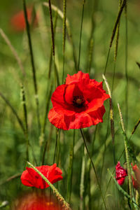 Close-up of red poppy flowers