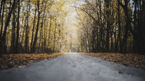 Road amidst trees in forest