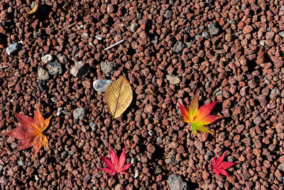 Autumn fallen red maple leaves on the ground. close-up, top view from above. fall seasonal concept 