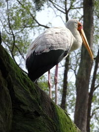 Low angle view of yellow-billed stork perching on tree