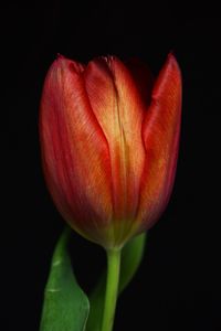 Close-up of red tulip against black background