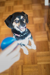 Portrait of dog sitting on man
