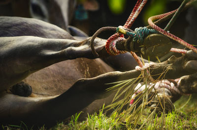 Close-up of lizard on land