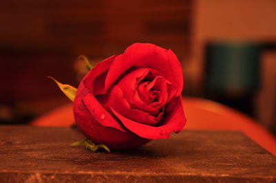 Close-up of red rose on table