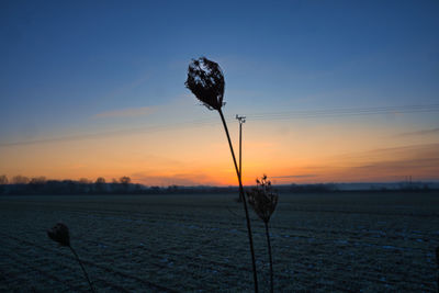 Silhouette plant on field against sky during sunset