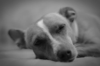 Close-up of dog with eyes closed