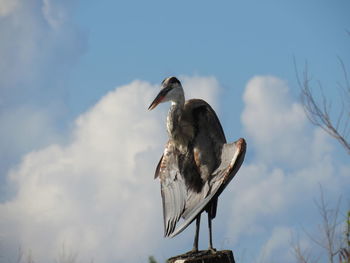 Close-up of gray heron perching against sky