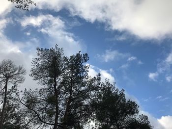 Low angle view of trees against sky