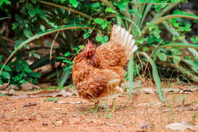 View of a bird on field
