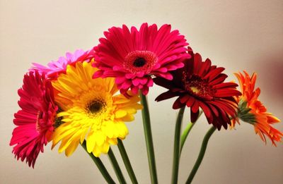 Close-up of yellow flower