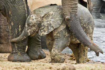 Close-up of elephant calf