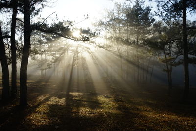 Sunlight streaming through trees in forest