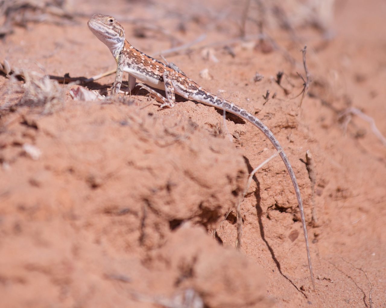 Ctenophorusgibba