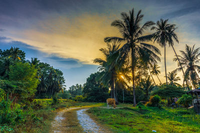 Scenic view of palm trees on field against sky at sunset