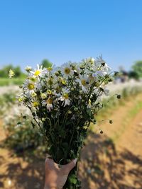 Close-up of hand holding flowering plant