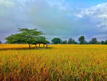 Scenic view of agricultural field against sky