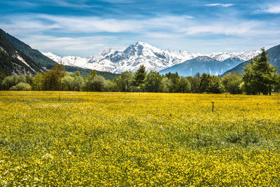 Scenic view of oilseed field against mountains