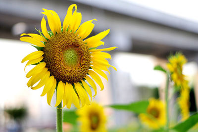 Close-up of sunflower against blurred background