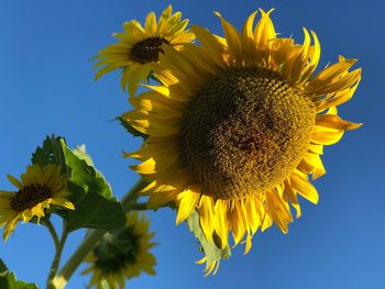 Low angle view of sunflower against blue sky
